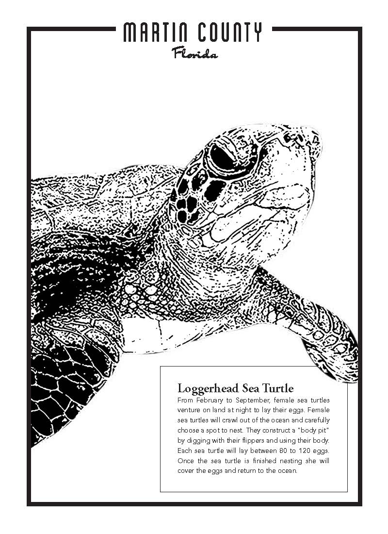 protect-our-paradisemcfl-coloringsheet-seaturtle-protect-our-paradise